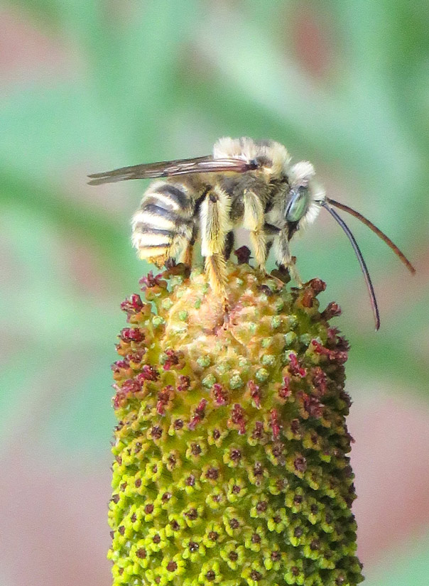 a photo of a longhorn bee on a prairie condflower