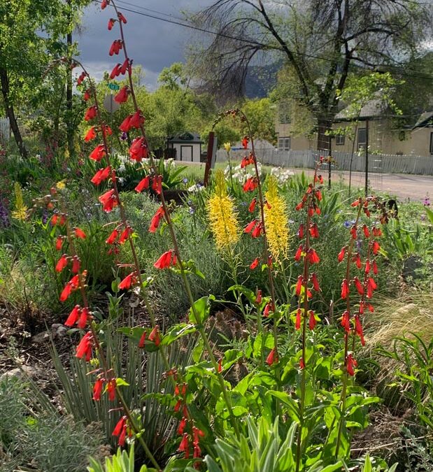 2024 Photo Contest, 2nd Place (tie), Garden Category