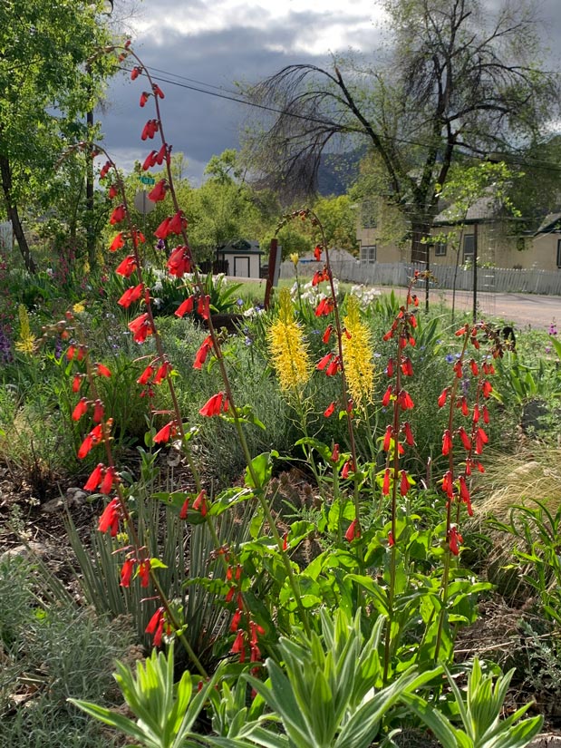 a photo with desert prince's plume and fire cracker penstemon flowers