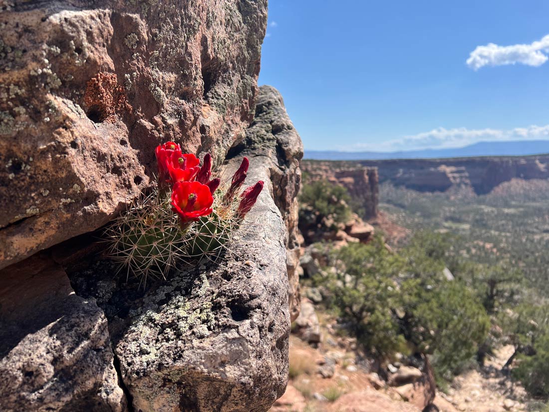 a landscape photo with kings crown cactus