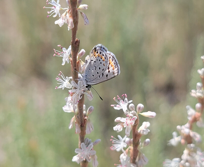 2024 Photo Contest, 3rd Place, Native Plants and Wildlife Category