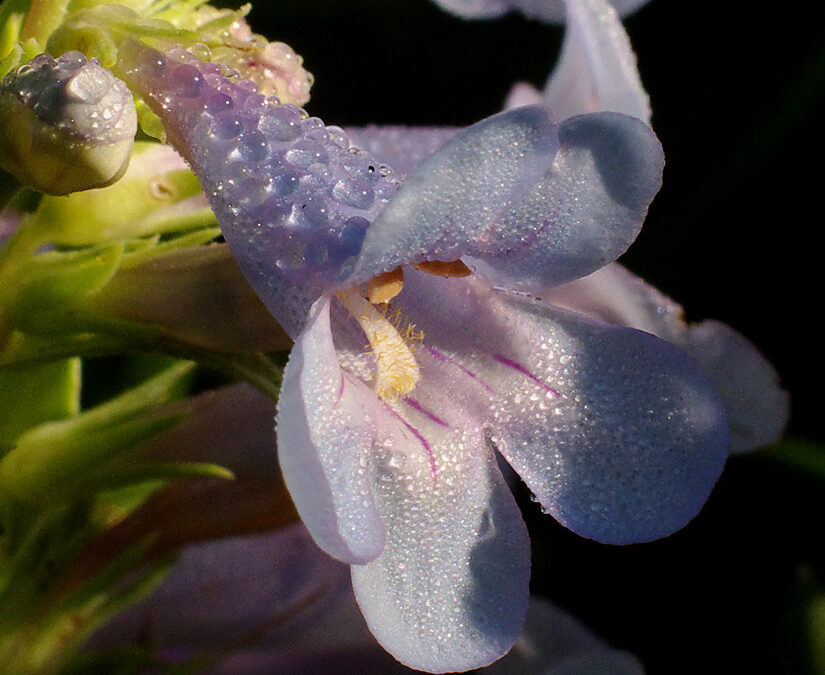 2024 Photo Contest, 3rd Place, Native Plants Category