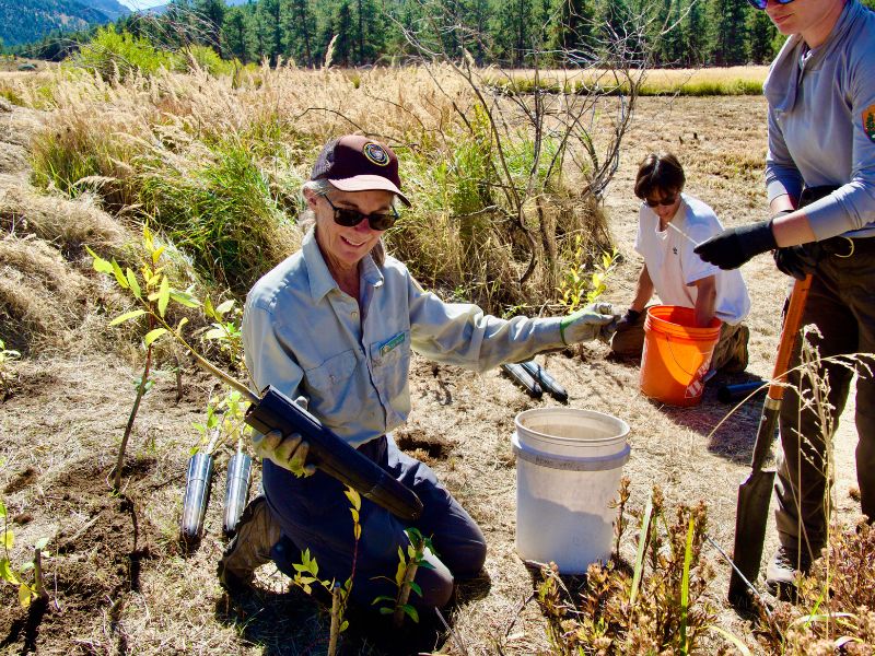 volunteers planting willow trees