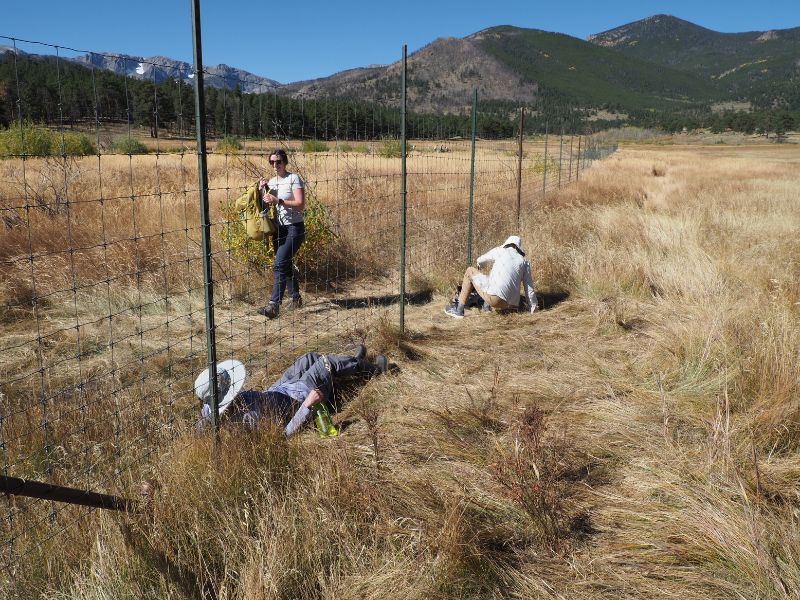 rolling under fence to see plants