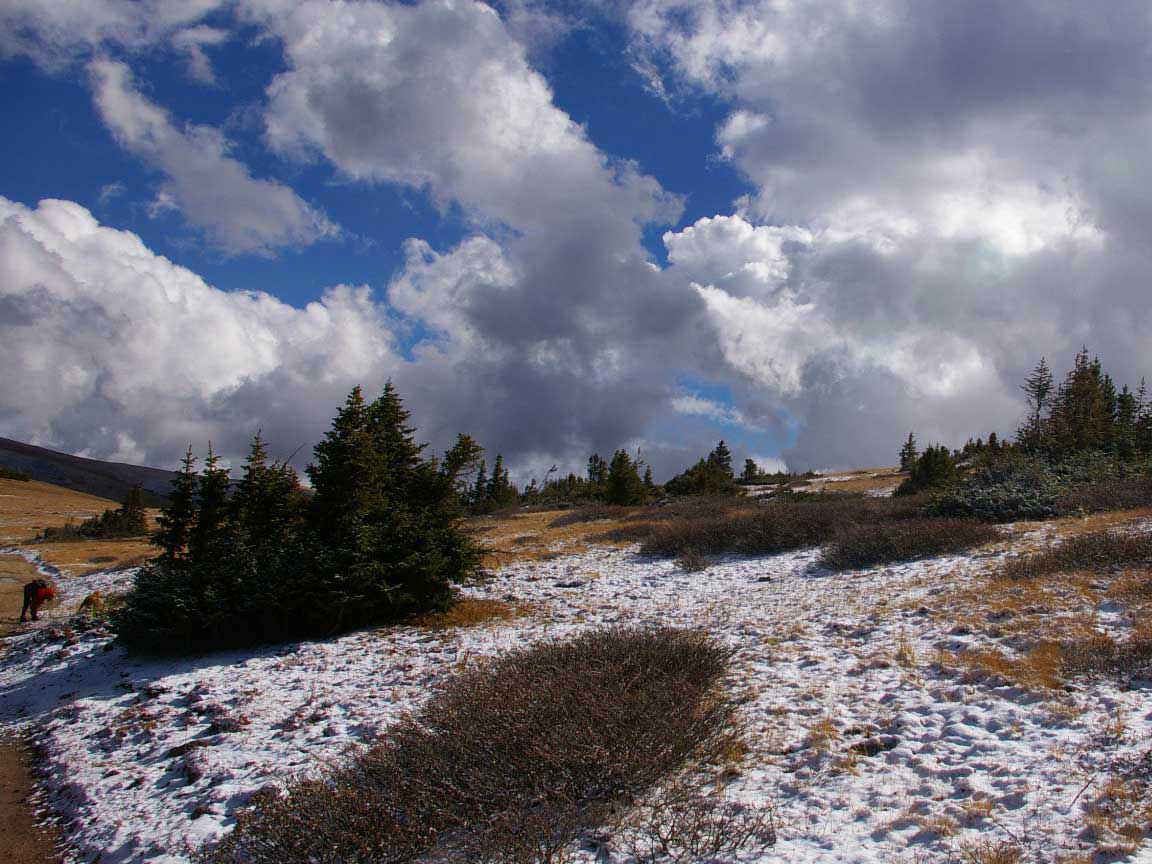 a photo of spruce-fir forest islands in the subalpine