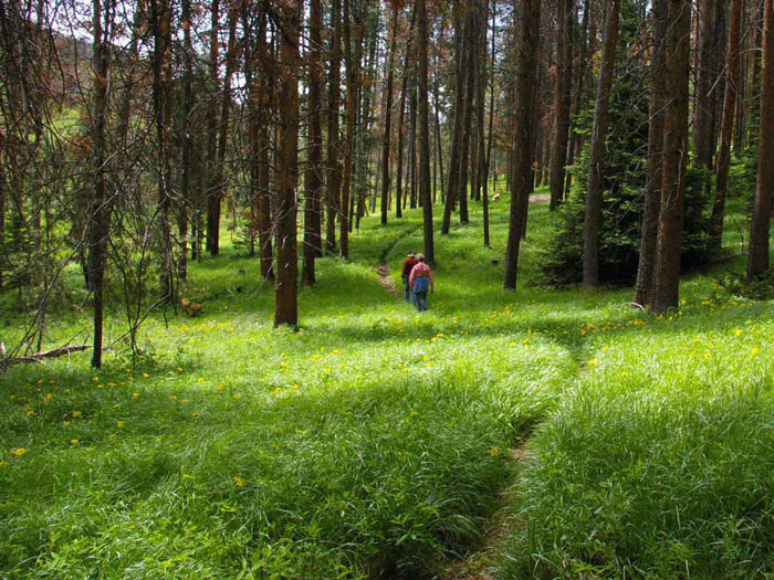 a photo of spruce-fir forest islands in the subalpine