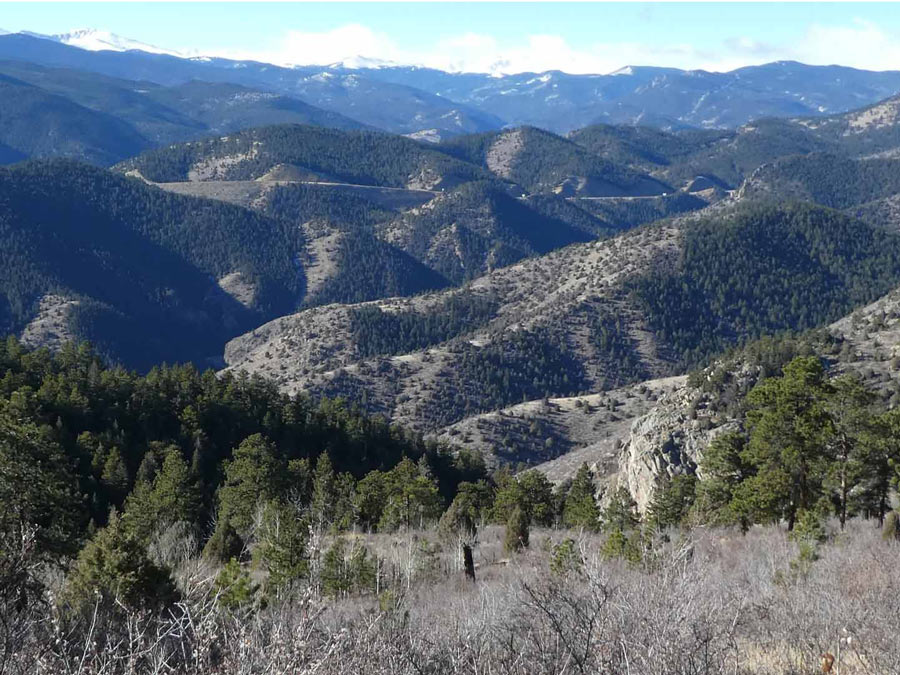 a photo of spruce-fir forest islands in the subalpine