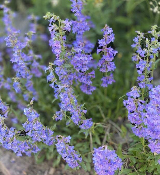 blue mist penstemon
