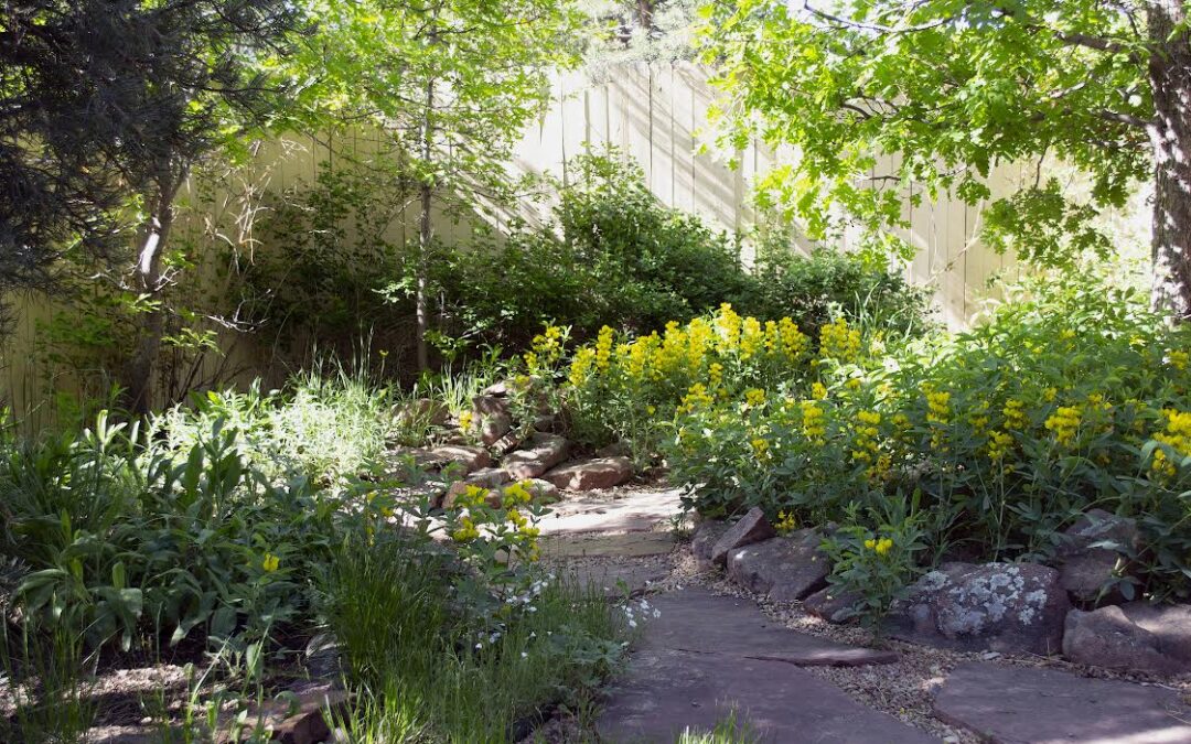 Dry shade garden