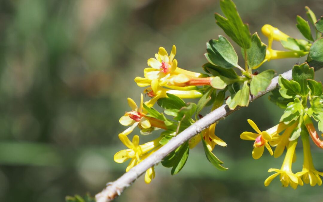 ribes aureum