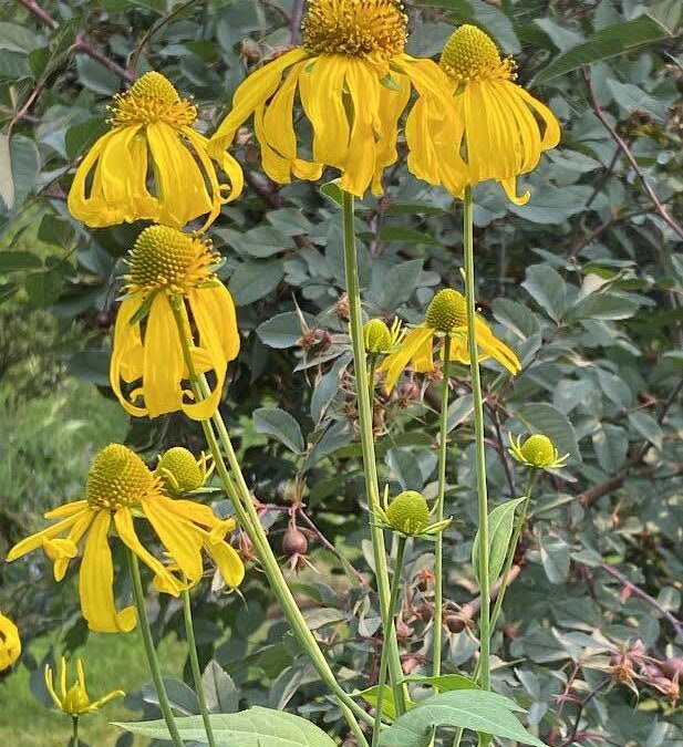 TAll coneflower