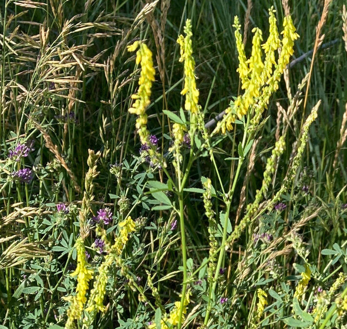 Yellow Sweet Clover (Melilotus officinalis)