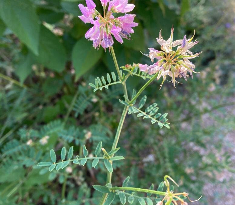 Crownvetch (Securigera varia)