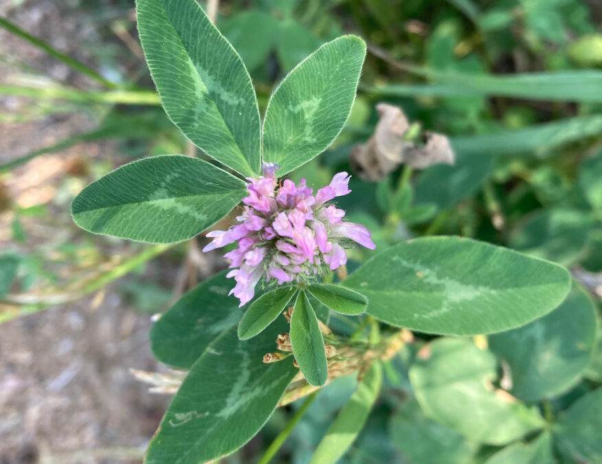 Red Clover (Trifolium pratense)