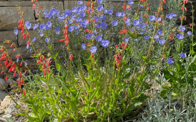 Hits and Misses in a Native Garden