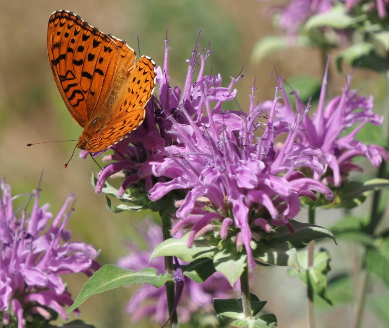monarda fistalosa