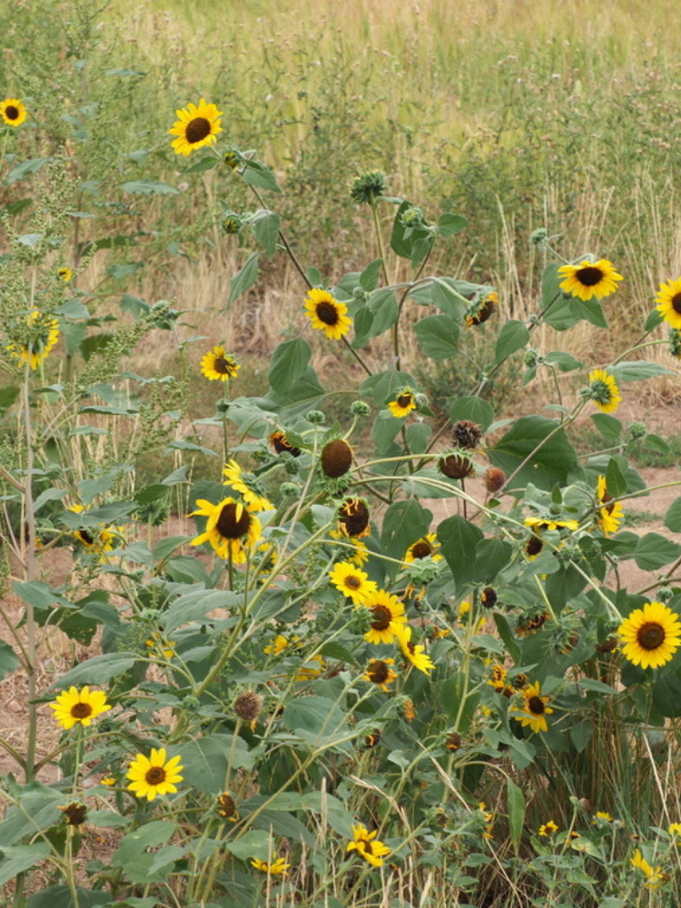 Native sunflower